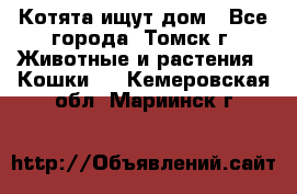 Котята ищут дом - Все города, Томск г. Животные и растения » Кошки   . Кемеровская обл.,Мариинск г.